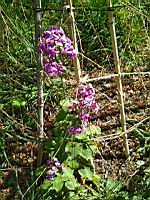Monnaie du pape - Lunaria annua (1)